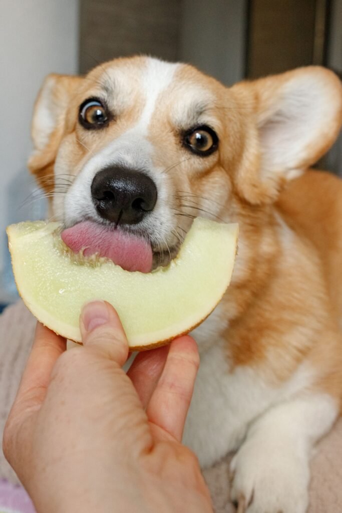 Cachorro da raça corgi lambendo uma fatia de melão segurada na mão