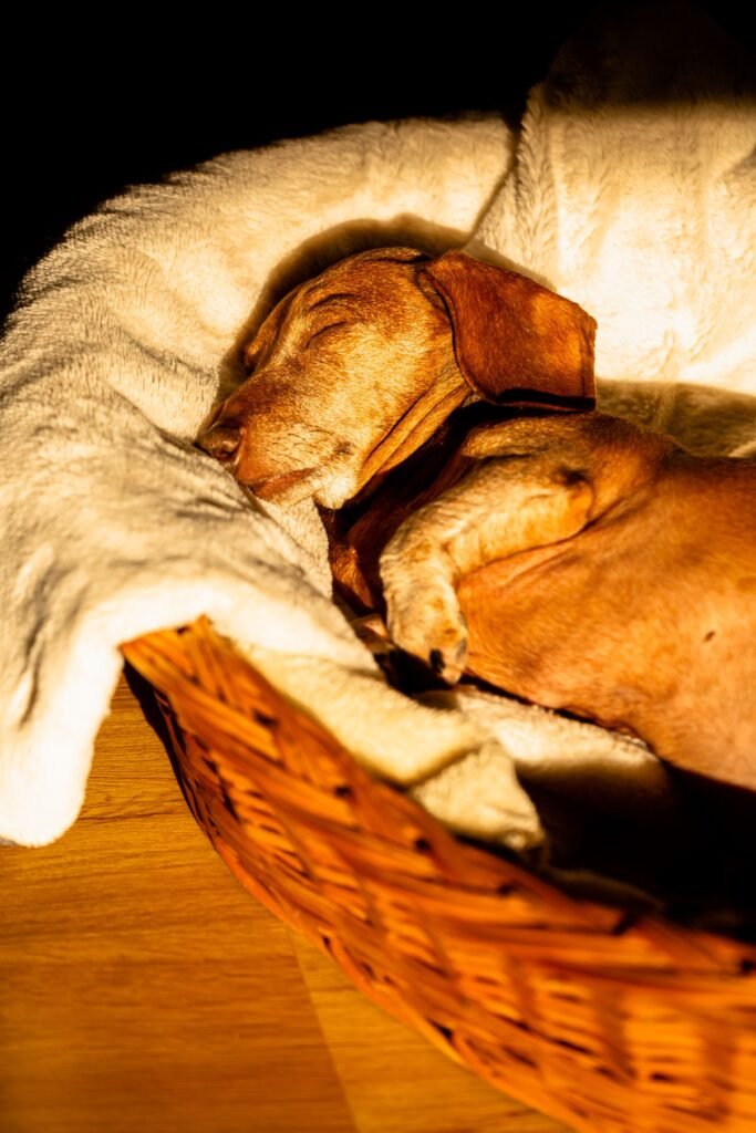 cachorro adulto dormindo em caminha confortável durante o dia