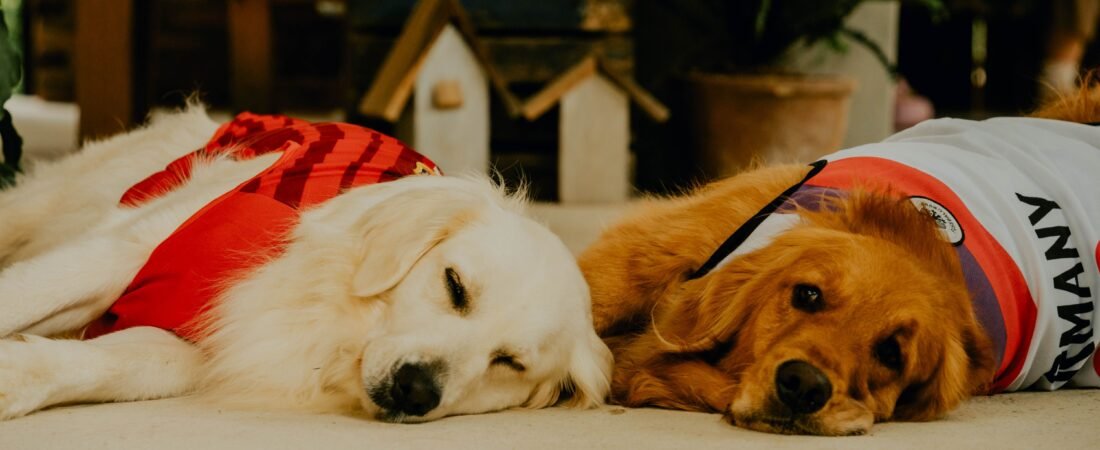 Cachorro Chora Dormindo: Entenda o Que Acontece