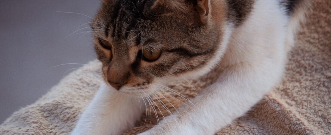 Por Que o Gato Amassa Pãozinho? Entenda o Comportamento