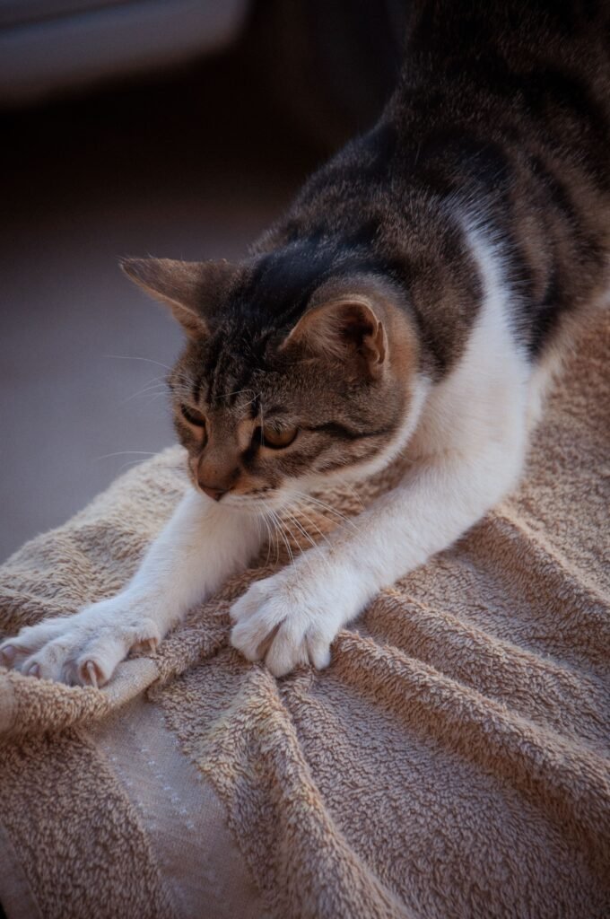 Gato amassando pãozinho em uma manta macia com as patas dianteiras