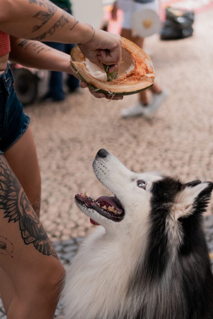 mão oferecendo coco aberto para cachorro que olha para cima com a boca aberta