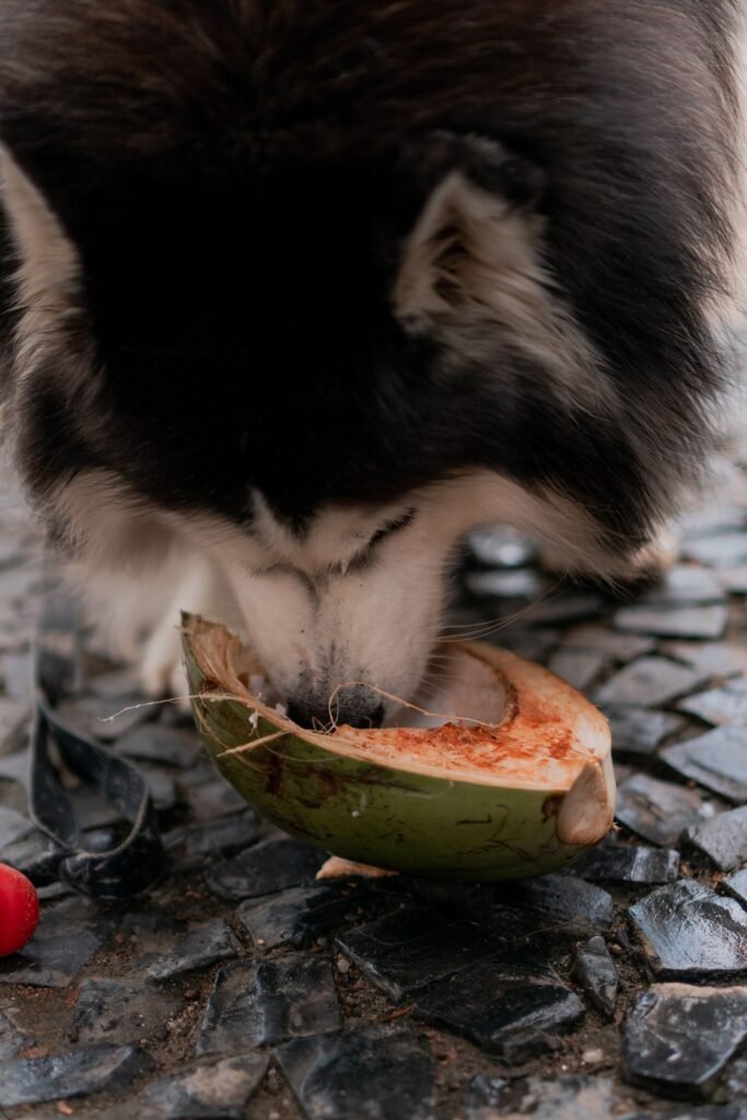 cachorro com o focinho dentro de um coco aberto sobre piso de pedra