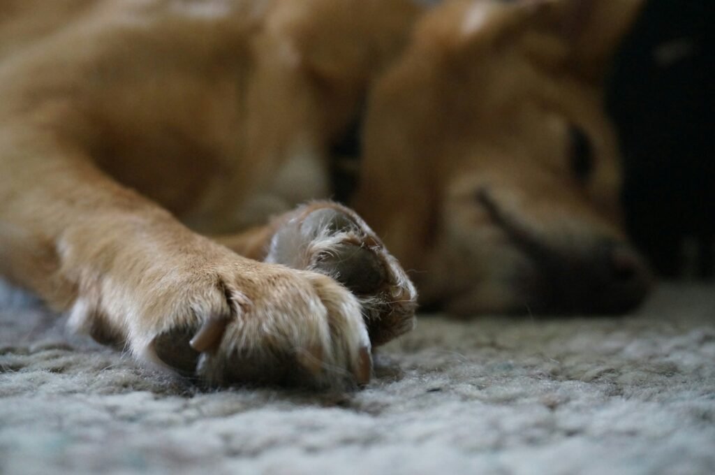 cachorro com as patas em movimento durante o sono, sinal de fase REM