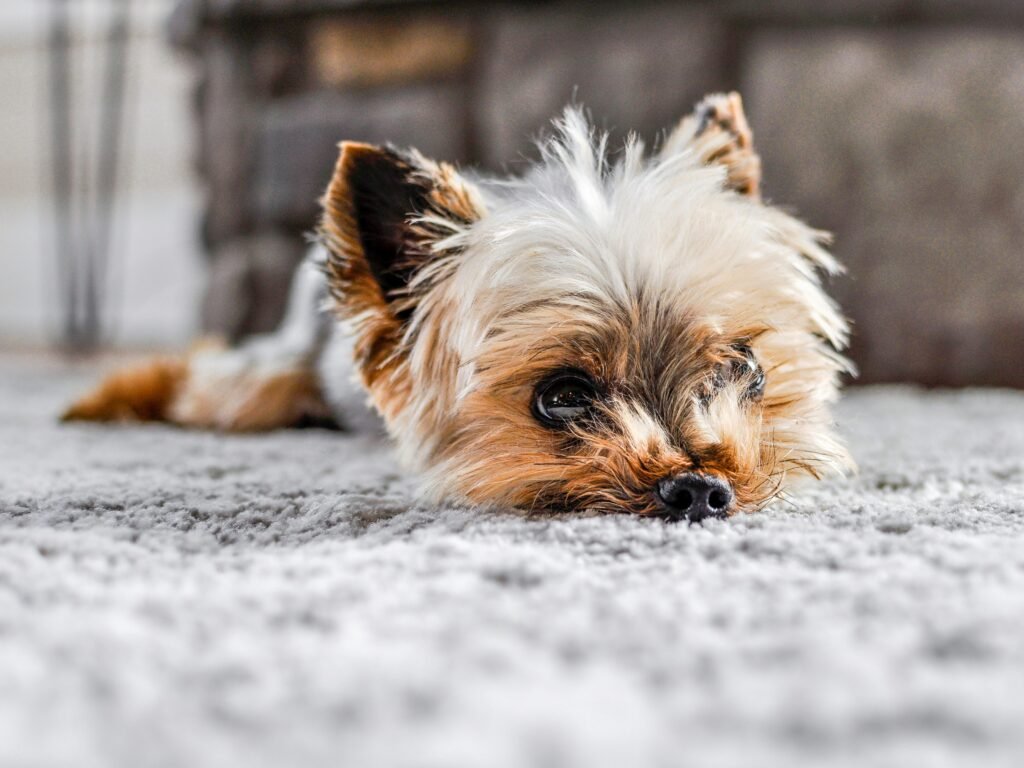 cachorro esfregando o rosto no chão dentro de casa