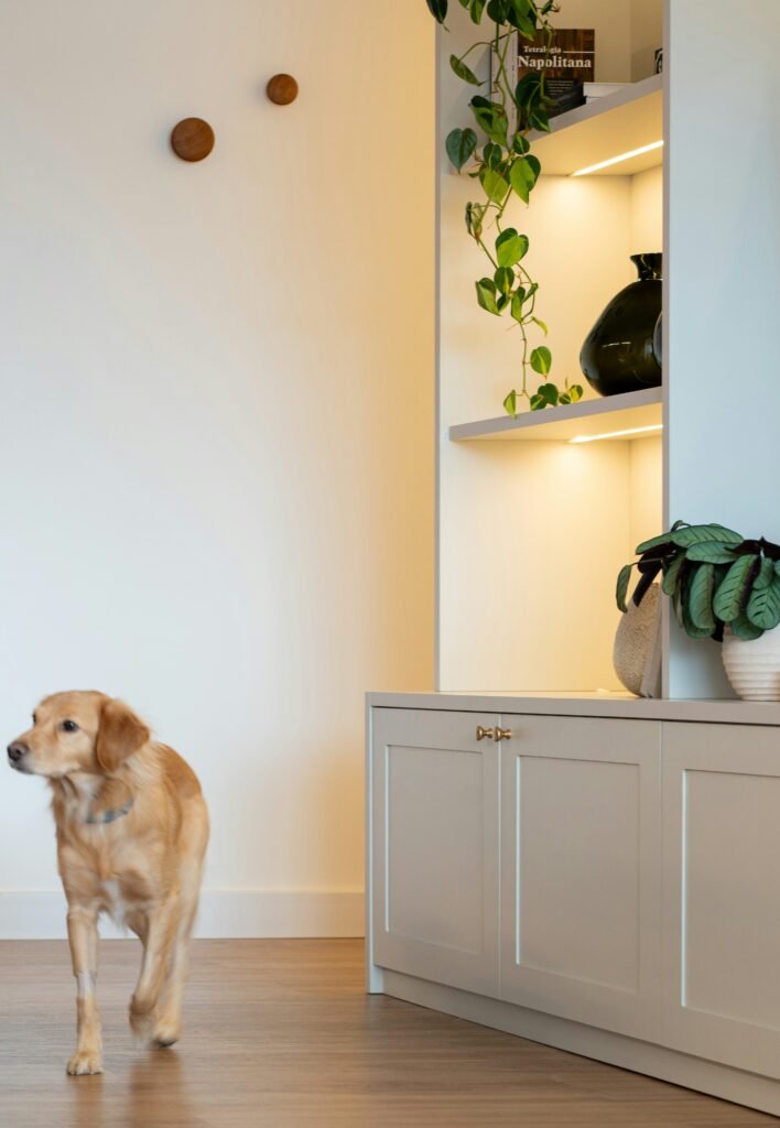 cachorro caminhando pela sala de casa em um ambiente iluminado