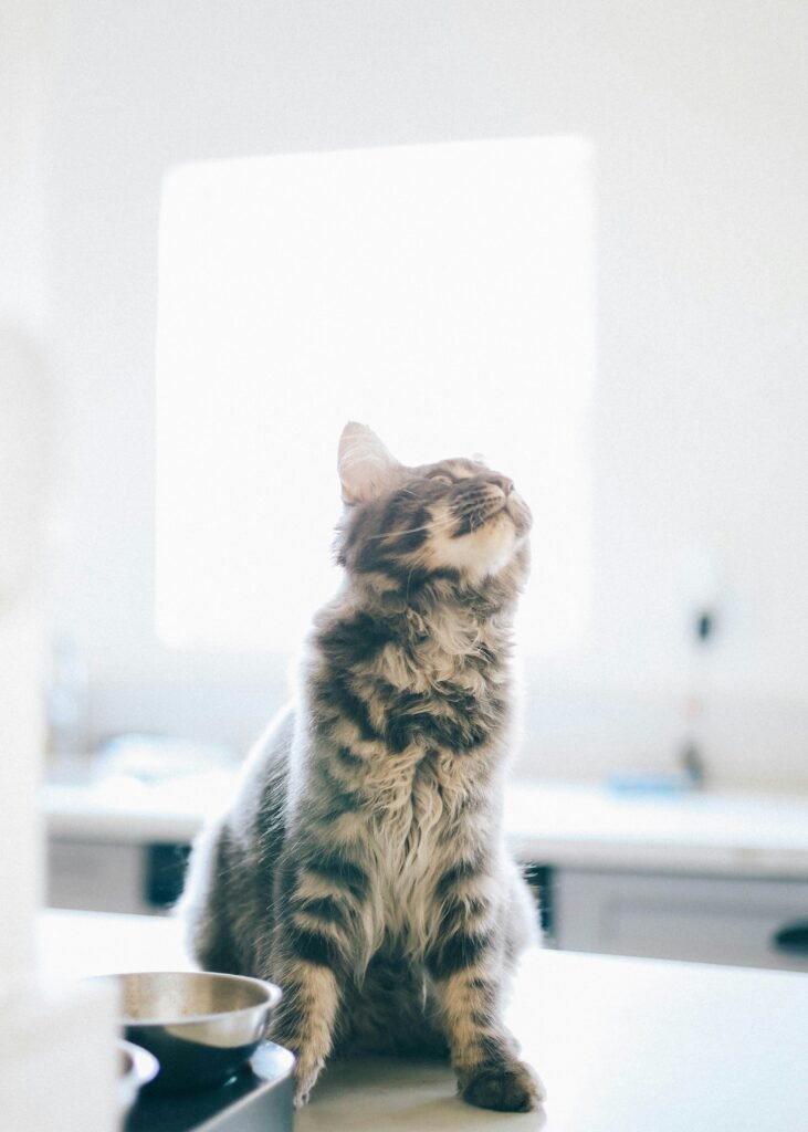 Gato sentado ao lado de uma tigela de comida, olhando para cima