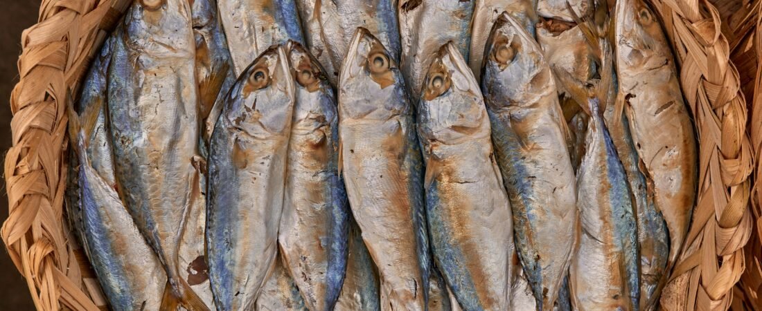 Gato Pode Comer Sardinha? Benefícios, Riscos e Como Oferecer