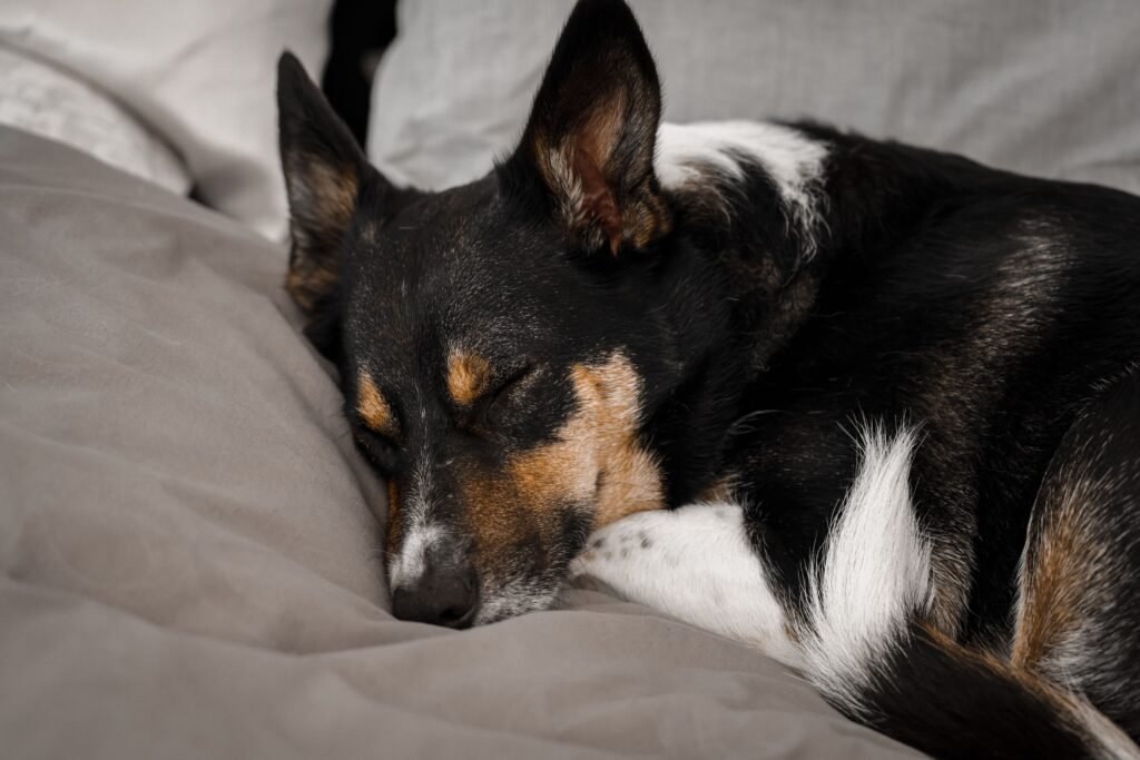 cachorro deitado em uma cama confortável em um quarto com luz suave