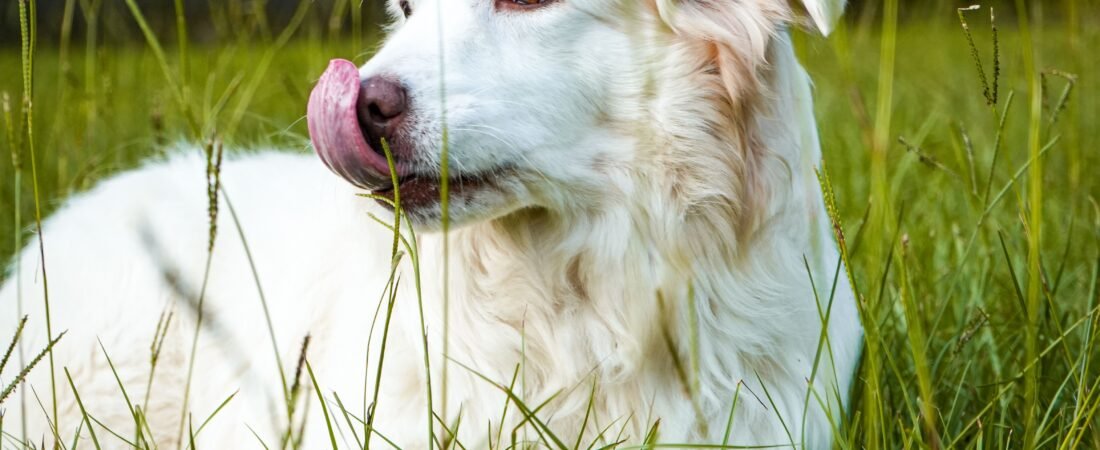 Por Que Cachorro Lambe o Ar? O Que Esse Sinal Pode Indicar