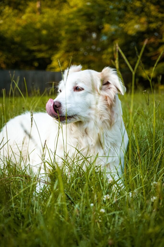 cachorro de perfil com a língua para fora em um jardim, como se estivesse lambendo o ar