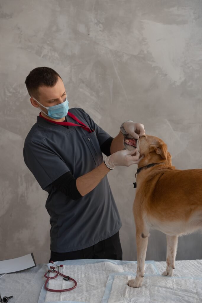 veterinário examinando a boca de um cachorro em um consultório