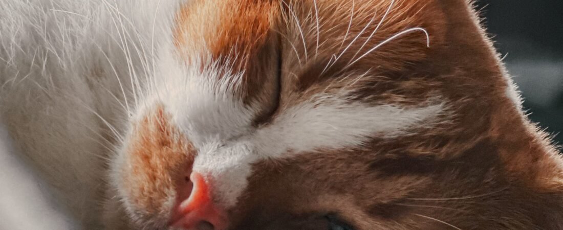 Por Que o Gato Ronrona? O Que Esse Som Significa