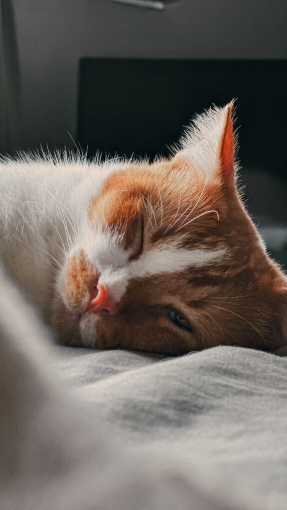 Gato deitado em uma cama com os olhos semicerrados, em posição de descanso