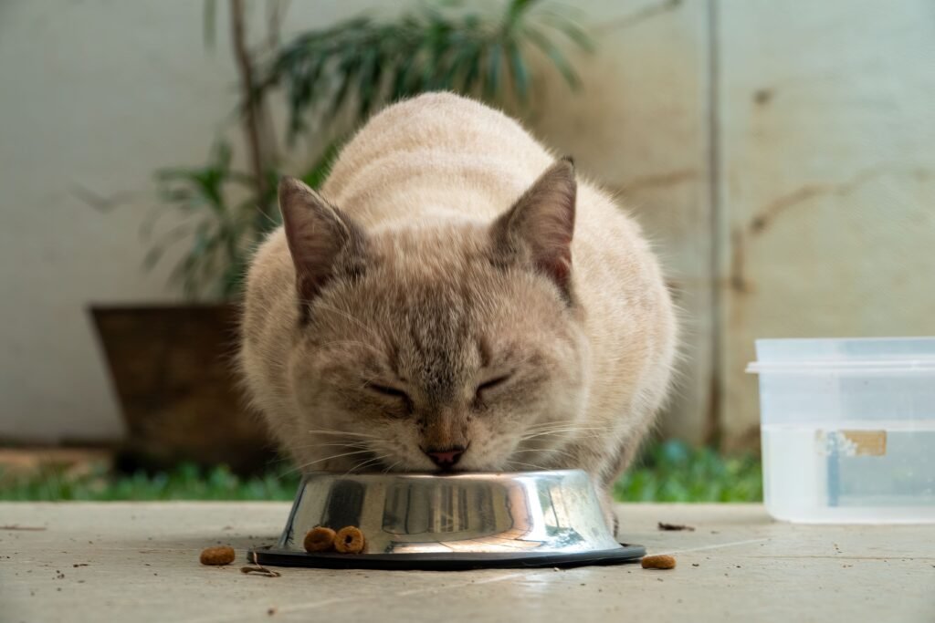 Gato de pelagem clara comendo em uma tigela dentro de casa