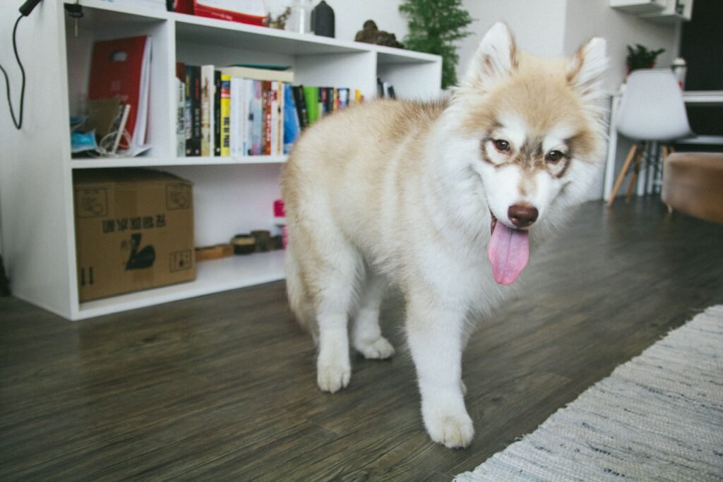 cachorro caminhando pela sala da casa