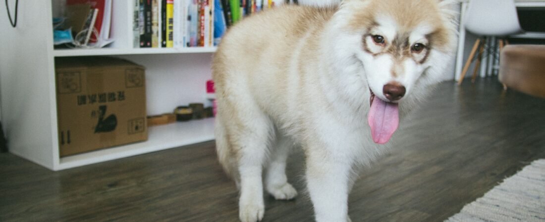 Por Que Cachorro Fica Andando Pela Casa Sem Parar?